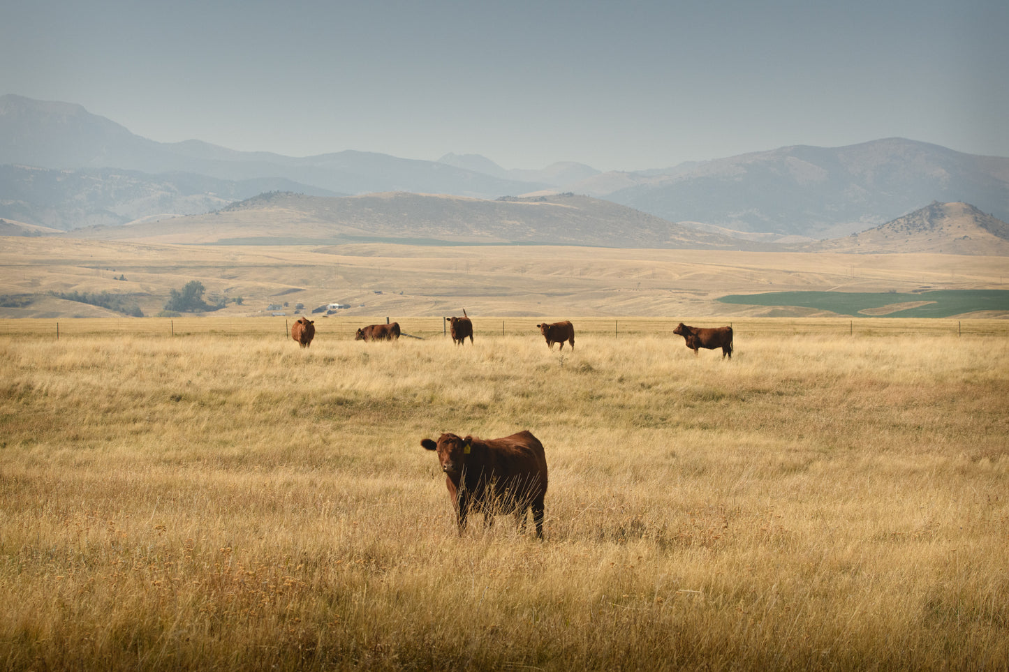 Wyoming Cattle