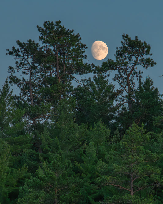 Northern Moonrise