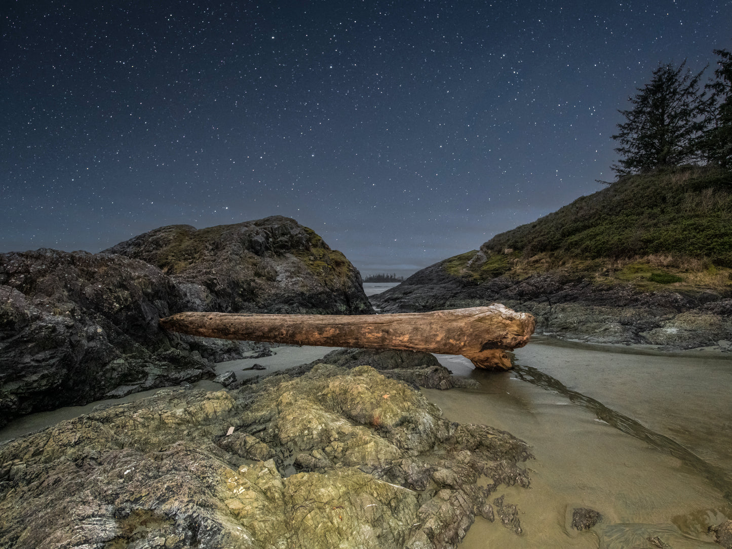 Driftwood Serpent