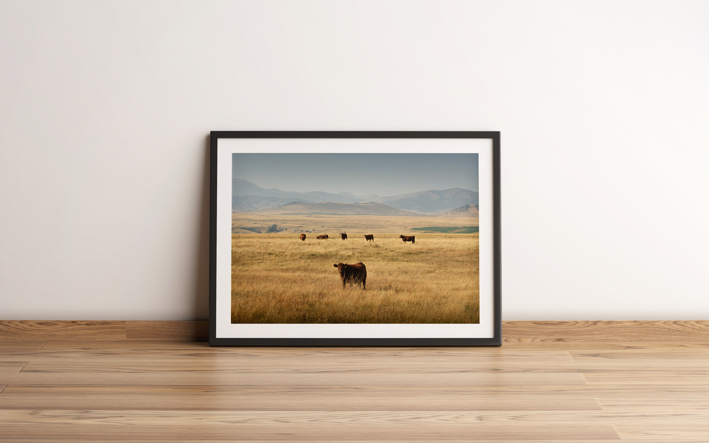 Wyoming Cattle