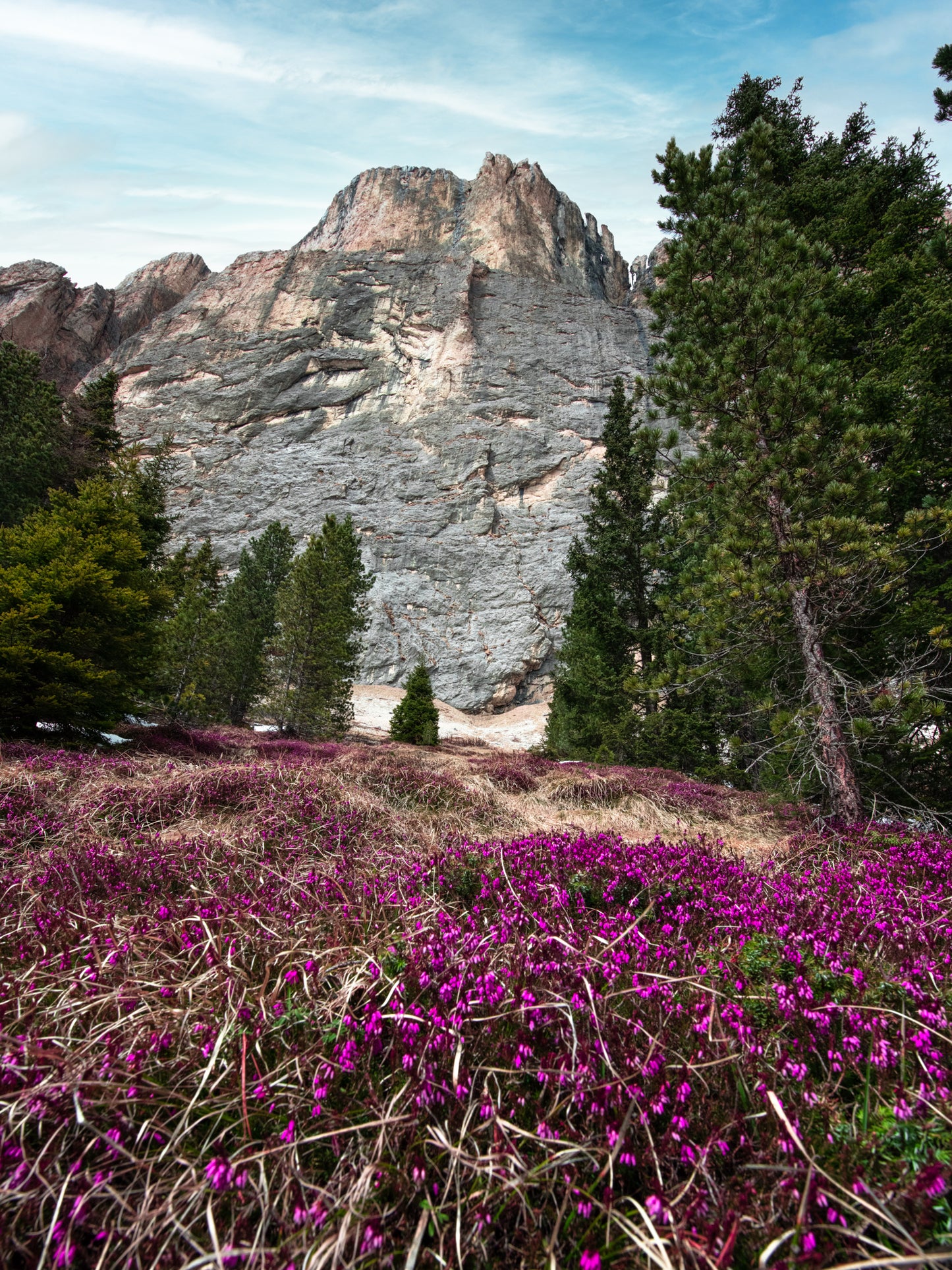 Mountain Flowers