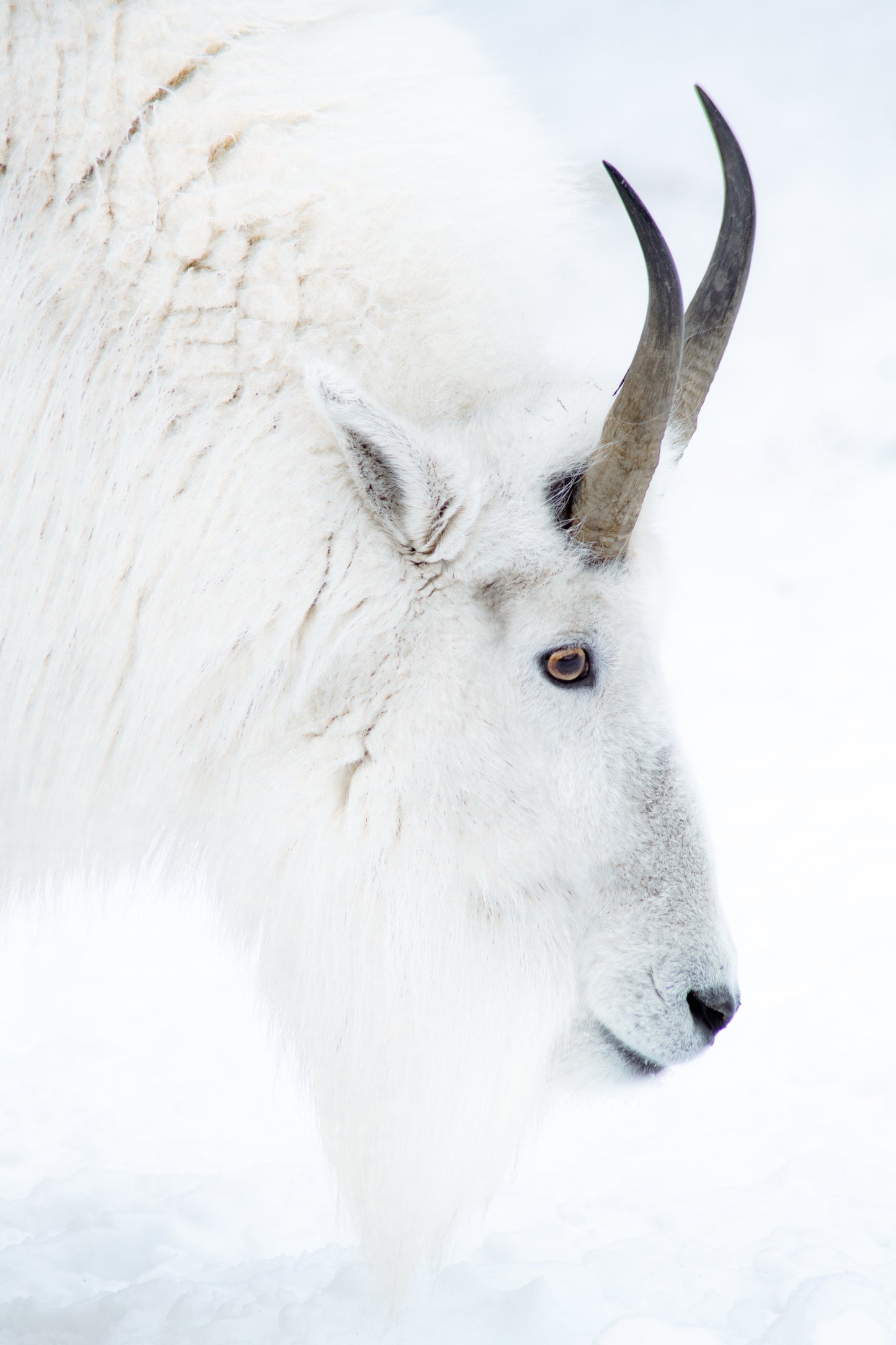 Mountain Goat