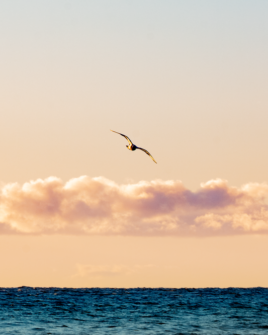 Sunrise Flight